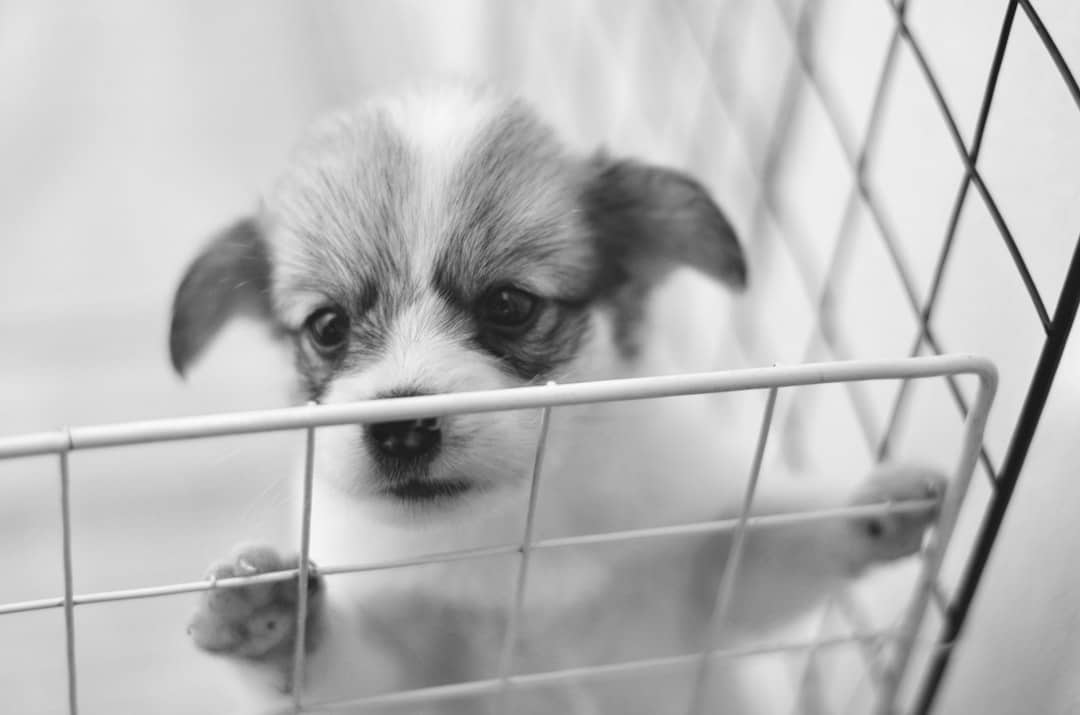 Uma carta do seu amor pet: palavras do coração