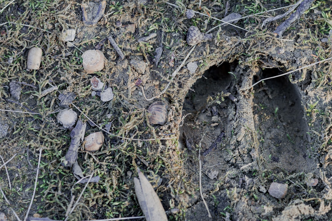 Descubra seu animal interior com este quiz divertido